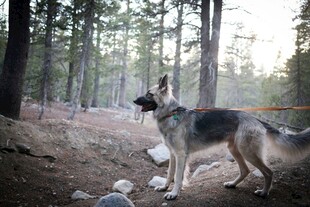 森林中挺立的德国牧羊犬