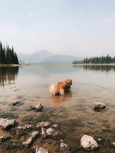 湖畔戏水的金毛犬