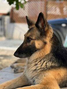 趴卧的德国牧羊犬