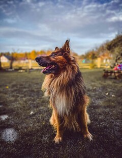 户外站立的长毛牧羊犬