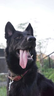 帅气黑犬吐舌惬意模样