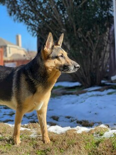 雪地旁的德国牧羊犬