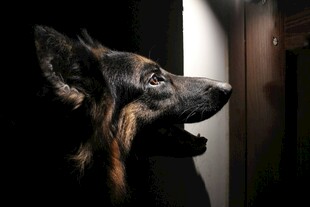 德国牧羊犬侧头特写