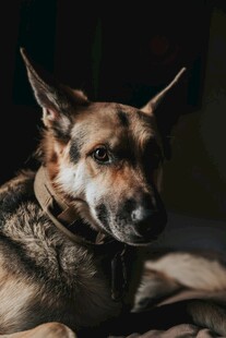 趴着的帅气德国牧羊犬