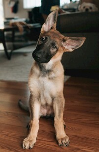 可爱幼犬端坐木地板