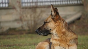 趴着的德国牧羊犬