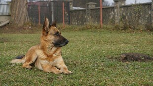 草地上休憩的德国牧羊犬