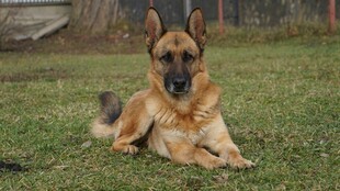 德国牧羊犬休憩于草地