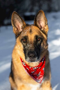 雪地中戴红巾的德国牧羊犬
