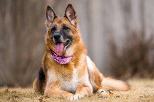 德国牧羊犬惬意趴坐