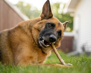 德国牧羊犬惬意啃咬木棍