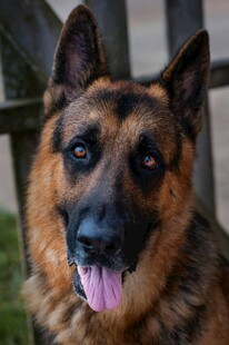 可爱德国牧羊犬吐舌卖萌