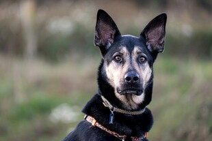 帅气立耳犬户外特写