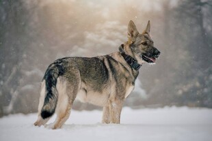 雪地中的德国牧羊犬