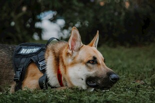趴着的德国牧羊犬