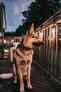 夜晚露台上的德国牧羊犬