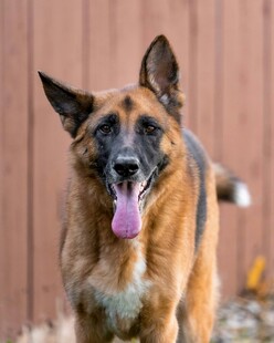 可爱德国牧羊犬吐舌卖萌