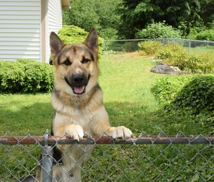 德国牧羊犬倚栏望镜头