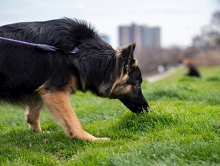 德国牧羊犬草地嗅闻