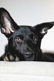 趴着的黑犬好奇望镜头