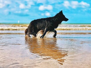 黑狗在海边沙滩上奔跑