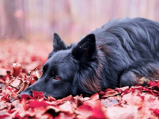 秋日落叶中休憩的黑犬