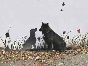 两只黑猫与飞鸟的静谧画面