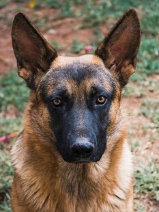 帅气的德国牧羊犬