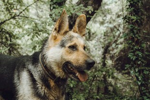 林间的德国牧羊犬