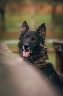 可爱黑犬探头吐舌