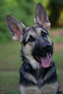 可爱德国牧羊犬吐舌卖萌