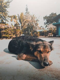 趴着休息的德国牧羊犬