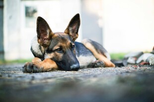 趴着的德国牧羊犬