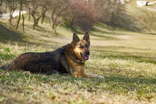 阳光下休憩的德国牧羊犬