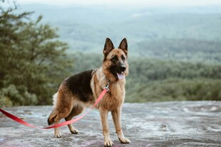 户外站立的德国牧羊犬