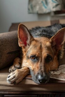趴着的德国牧羊犬