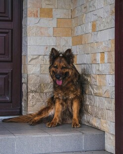 门前的德国牧羊犬