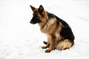 雪地中的德国牧羊犬