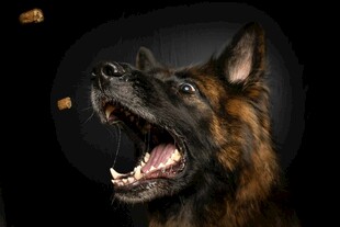 张嘴接物的帅气德国牧羊犬