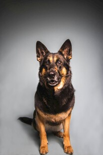 坐立的德国牧羊犬