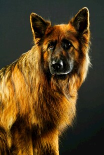 帅气德国牧羊犬特写