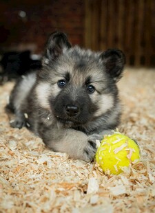 趴着的幼犬与黄色小球