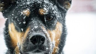 雪中的狗