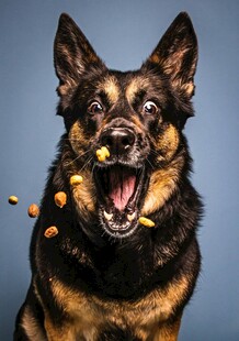 张嘴接食的帅气德国牧羊犬