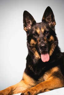 可爱德国牧羊犬开心吐舌