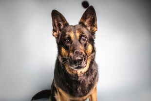 帅气德国牧羊犬正面特写