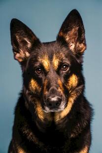 可爱黑棕相间德国牧羊犬
