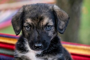 可爱小幼犬坐在彩色吊床上