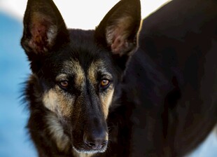 帅气德国牧羊犬特写