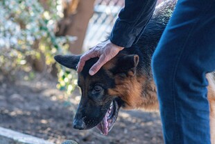 人与德国牧羊犬亲昵互动